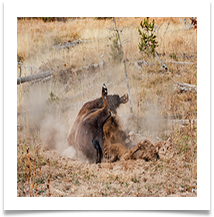 Bison in dust - Alan Edwards